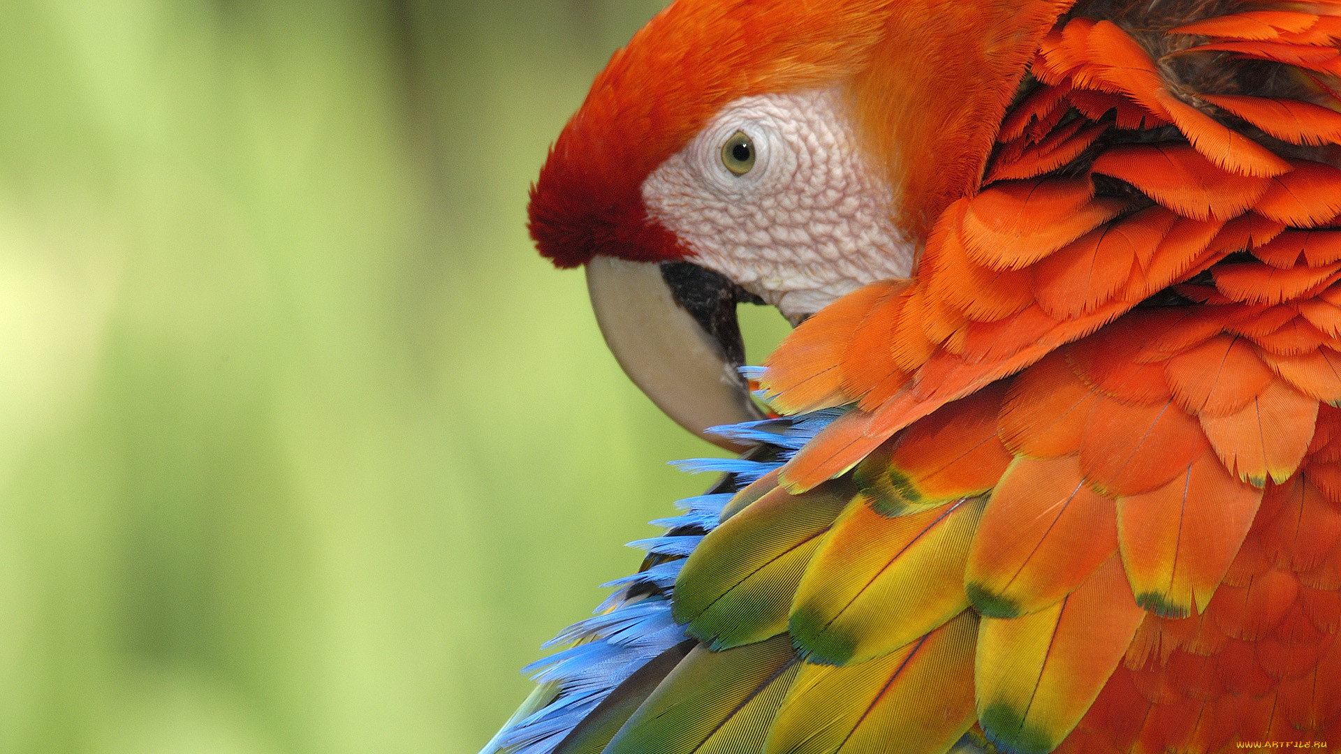 , , , scarlet, macaw